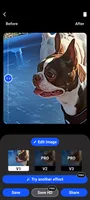 RUBY, a female Boston Terrier for sale in Weatherford, TX – 5 of 5
