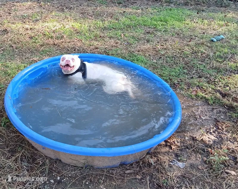 YETI – Boston Terrier puppy for sale in Weatherford, TX