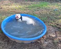 YETI, a male Boston Terrier for sale in Weatherford, TX – 1 of 2