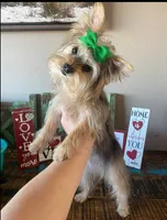 Sweet Mom or Pet, a female Yorkshire Terrier for sale in Weatherford, TX – 1 of 3