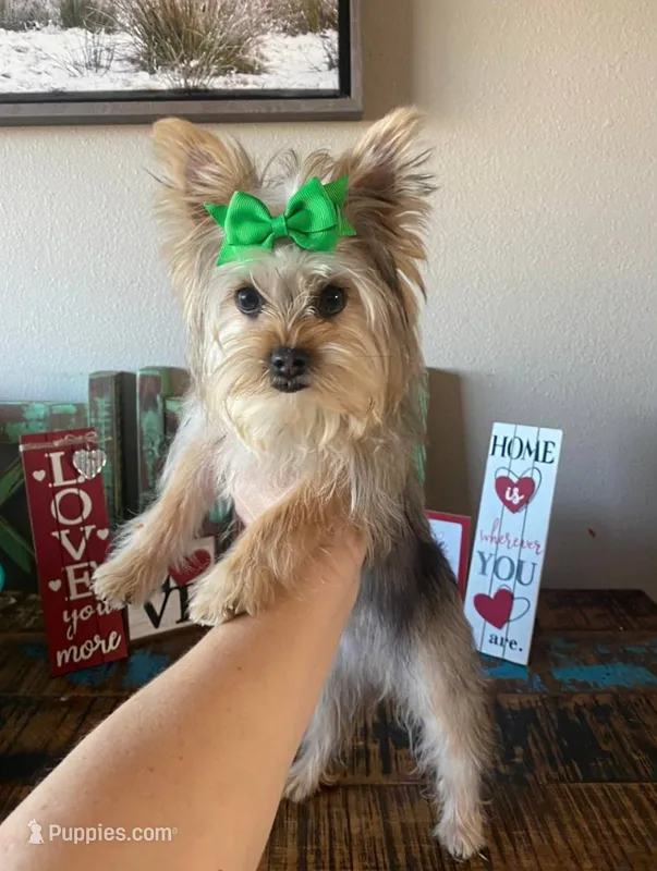 Sweet Mom or Pet – Yorkshire Terrier puppy for sale in Weatherford, TX