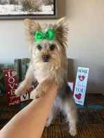 Sweet Mom or Pet, a female Yorkshire Terrier for sale in Weatherford, TX – 2 of 3