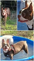 RUBY, a female Boston Terrier for sale in Weatherford, TX – 3 of 5