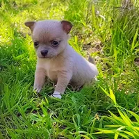 Lil Latte' , a male Chihuahua for sale in Weatherford, TX – Photo 1 of 7