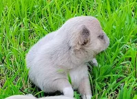Lil Latte' , a male Chihuahua for sale in Weatherford, TX – Photo 3 of 7