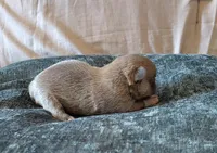 Lil Latte' , a male Chihuahua for sale in Weatherford, TX – Photo 4 of 7