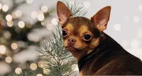 Lil Latte' , a male Chihuahua for sale in Weatherford, TX – Photo 7 of 7