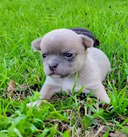 Lil Latte' , a male Chihuahua for sale in Weatherford, TX – Photo 2 of 7