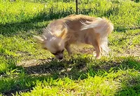 Lil Latte' , a male Chihuahua for sale in Weatherford, TX – Photo 6 of 7