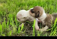 Merry, a male Chihuahua for sale in Weatherford, TX – Photo 2 of 4