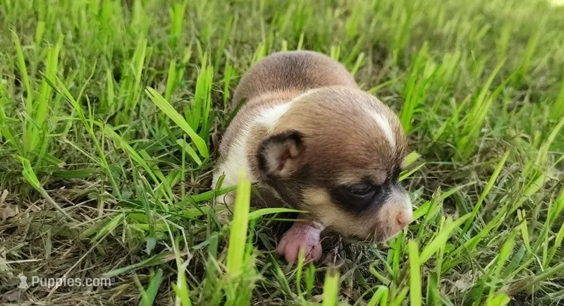 Merry – Chihuahua puppy for sale in Weatherford, TX