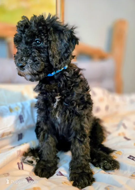 Lil' Blue – Bernedoodle puppy for sale in Pottsboro, TX