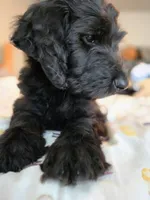 Sliver, a male Bernedoodle for sale in Pottsboro, TX – 2 of 10