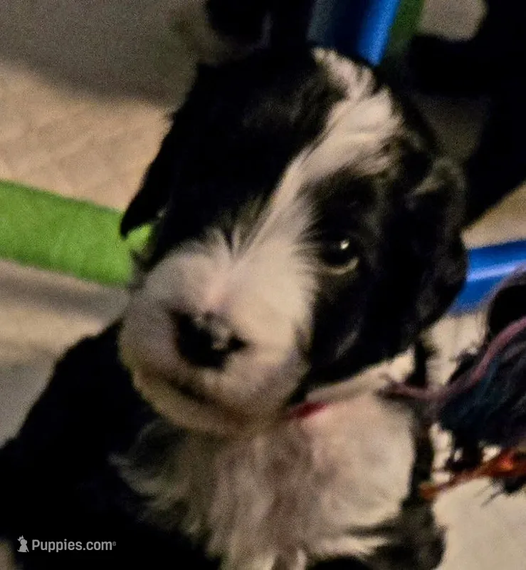 Laila – Bernedoodle puppy for sale in Sherman, TX