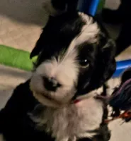 Laila, a female Bernedoodle for sale in Sherman, TX – 1 of 4