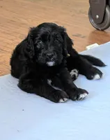 Golden Boy aka Scout, a male Bernedoodle for sale in Sherman, TX – 3 of 10