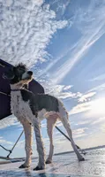 Norton (Lil' Greenie), a male Bernedoodle for sale in Sherman, TX – 6 of 7