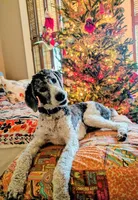 Neptune, a male Bernedoodle for sale in Sherman, TX – 4 of 4