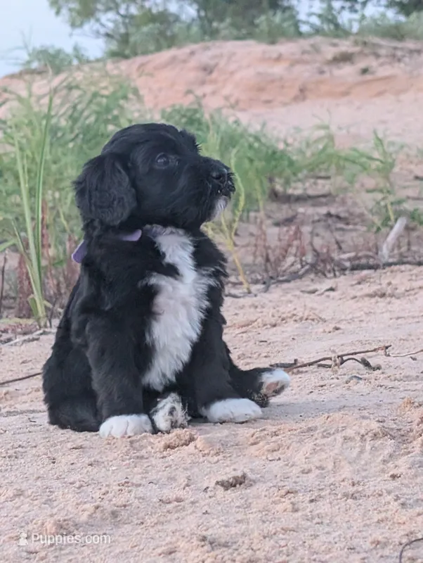 Jacqui – Bernedoodle puppy for sale in Sherman, TX