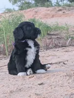 Jacqui, a female Bernedoodle for sale in Sherman, TX – 1 of 9