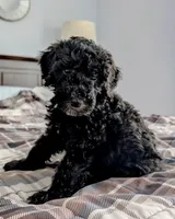Lil' Blue, a male Bernedoodle for sale in Pottsboro, TX – 6 of 9