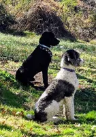 Curly, a female Bernedoodle for sale in Sherman, TX – 4 of 5