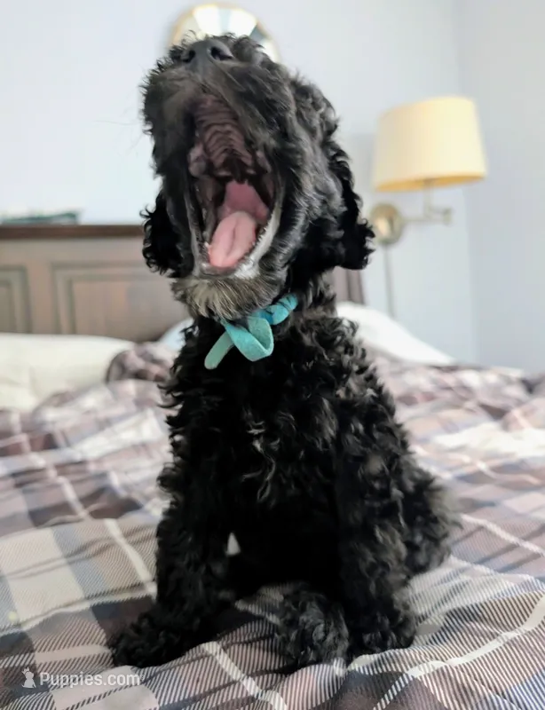 Lil' Blue – Bernedoodle puppy for sale in Pottsboro, TX