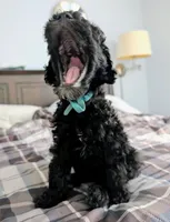 Lil' Blue, a male Bernedoodle for sale in Pottsboro, TX – 1 of 9