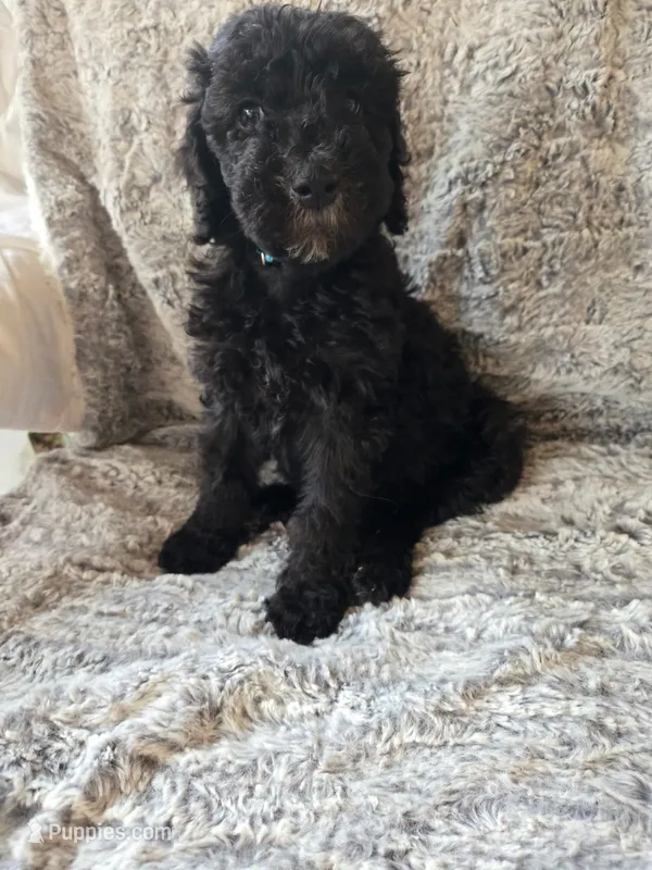 Lil' Blue – Bernedoodle puppy for sale in Pottsboro, TX