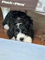 Squiggle, a male Bernedoodle for sale in Pottsboro, TX – 3 of 10