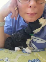 Squiggle, a male Bernedoodle for sale in Sherman, TX – 4 of 7