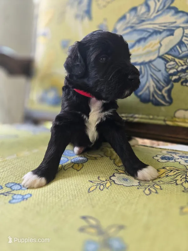 Red – Bernedoodle puppy for sale in Sherman, TX