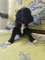 Red, a male Bernedoodle for sale in Sherman, TX – 1 of 3