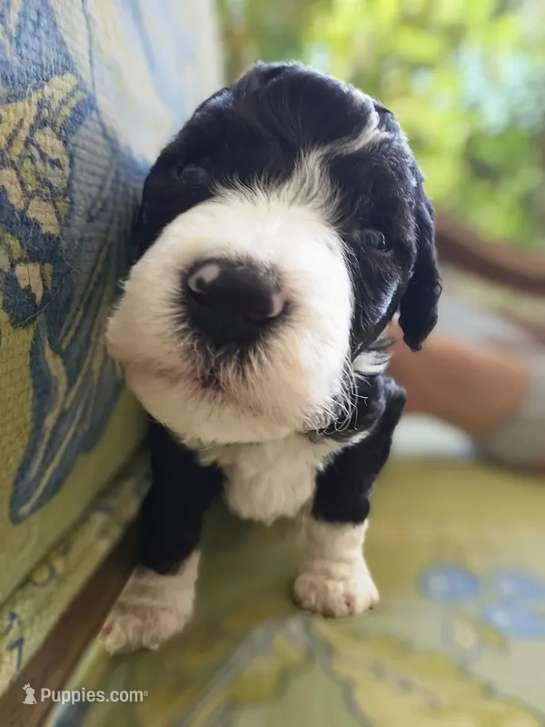 Squiggle – Bernedoodle puppy for sale in Sherman, TX