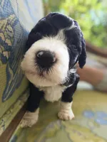 Squiggle, a male Bernedoodle for sale in Sherman, TX – 1 of 7