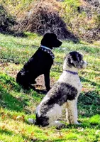 Arrow, a male Bernedoodle for sale in Sherman, TX – 3 of 4