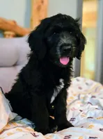 Neptune, a male Bernedoodle for sale in Pottsboro, TX – 2 of 8
