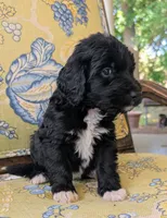Frazier (Red), a male Bernedoodle for sale in Sherman, TX – 3 of 6