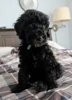 Lil' Blue, a male Bernedoodle for sale in Pottsboro, TX – 5 of 9