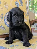 Sliver, a male Bernedoodle for sale in Sherman, TX – 4 of 9