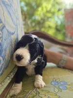 Squiggle, a male Bernedoodle for sale in Sherman, TX – 3 of 7