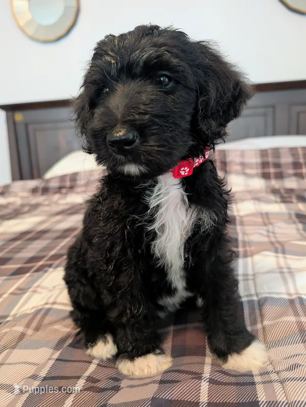 Frazier (Red) – Bernedoodle puppy for sale in Pottsboro, TX