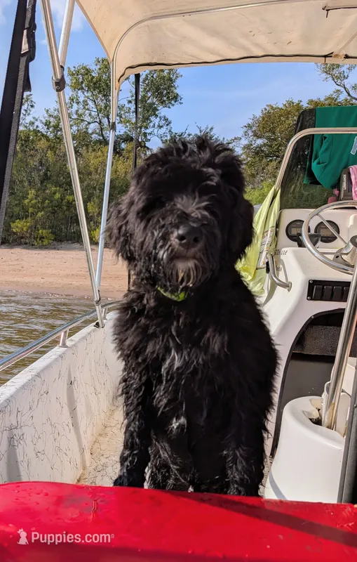 Norton (Lil' Greenie) – Bernedoodle puppy for sale in Pottsboro, TX