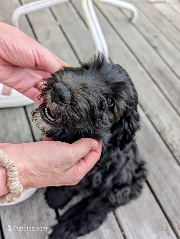 Norton (Lil' Greenie) – Bernedoodle puppy for sale in Pottsboro, TX