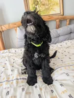 Norton (Lil' Greenie), a male Bernedoodle for sale in Pottsboro, TX – 2 of 9