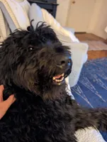 Arrow, a male Bernedoodle for sale in Sherman, TX – 2 of 4
