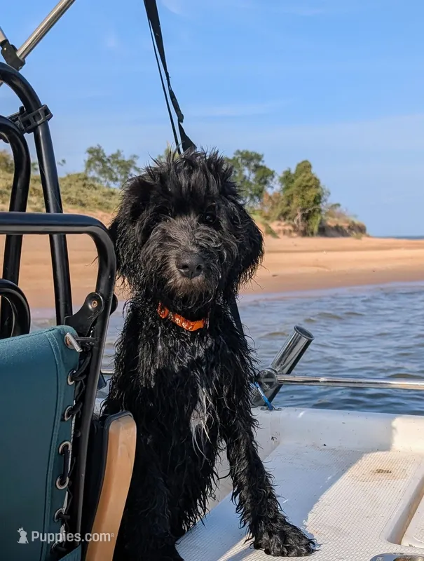 Neptune – Bernedoodle puppy for sale in Pottsboro, TX