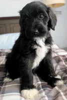 Jacqui, a female Bernedoodle for sale in Pottsboro, TX – 2 of 10