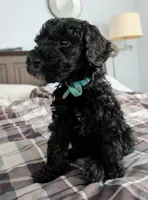 Lil' Blue, a male Bernedoodle for sale in Pottsboro, TX – 4 of 9