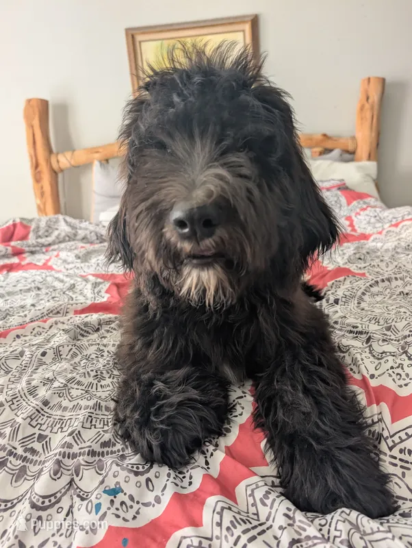 Scout – Bernedoodle puppy for sale in Pottsboro, TX